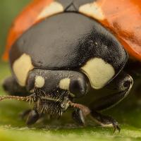 Seven Spot Ladybird 7 